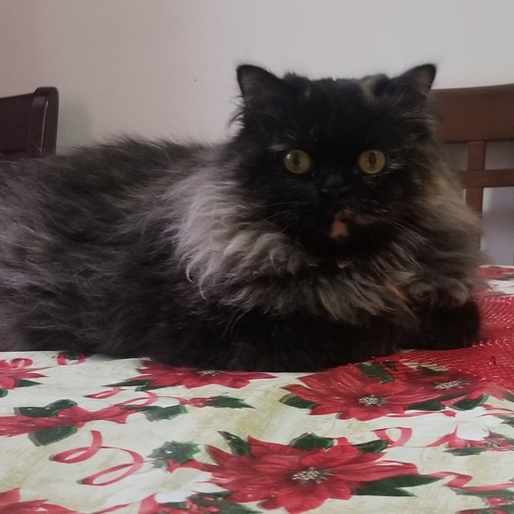 Meet your Posher, Carina - Picture 1 of 1